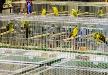 FAVV update omtrent HPAI: opheffen laatste beperkingszone en toelaten van verzamelingen met hobbypluimvee