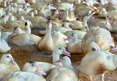 Frankrijk start vaccinatie tegen vogelgriep