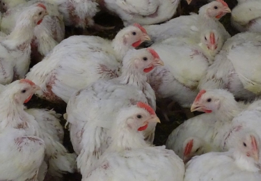 H5 vogelgriepvirus Diksmuide blijkt laag pathogene variant	