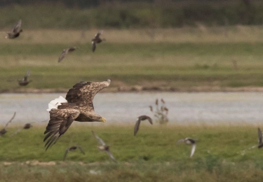 H5N8 verspreidt zich van Rusland naar Kazachstan