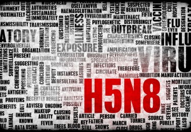 H5N8-vogelgriep duikt opnieuw op in Rusland 