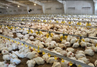 Het Oekraïense Agromars stopt met pluimveeproductie