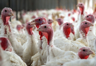 Hoogpathogene H7N3- vogelgriep op commercieel kalkoenbedrijf in de VS