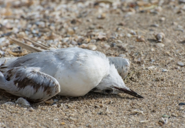 HPAI H5N8 ontbindt zijn duivels in Europa, situatie in België wordt precair