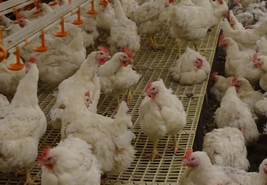 In de VS: verzoek aan FDA om vleeskuikeneieren te mogen consumeren omwille van de historisch hoge eierprijzen