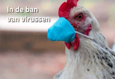 Inhoud komend DECEMBER nummer Pluimvee 	