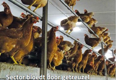 Inhoud komend  JULI nummer Pluimvee 