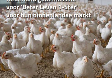 Inhoud komend  MEI nummer Pluimvee 