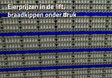Inhoud komend  NOVEMBER nummer Pluimvee 