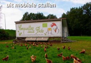 Inhoud komend OKTOBER nummer Pluimvee 
