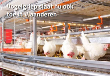 Inhoud komend OKTOBER nummer Pluimvee 