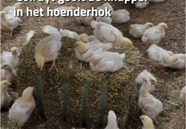 Inhoud komend  SEPTEMBER nummer Pluimvee 