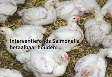 Inhoud oktobernummer Pluimvee