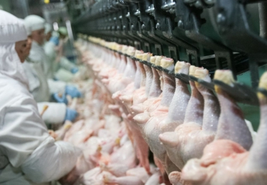 Interventiefonds Salmonella dient schadekilo’s te reduceren