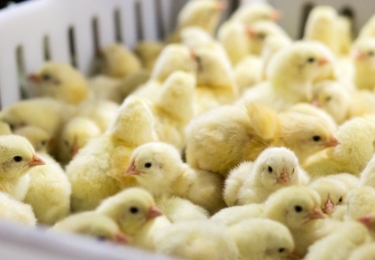 Interventiefonds Salmonella voert naast premieverhoging enkele belangrijke wijzigingen door