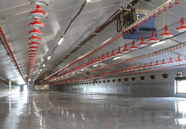 Investeringsklimaat Vlaamse pluimveesector kent ‘winter’dip