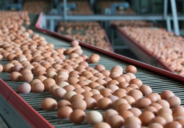 Meer dan 100 leghennenhouders aangemeld voor compensatie eierkartel, ook Belgische leghennenhouders   