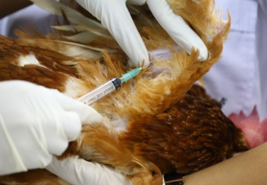 Nederland overweegt vaccinproef tegen vogelgriep