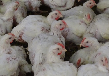 Nederlands vleeskuikenbedrijf geruimd in Friesland door HPAI