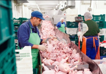 Nederlandse hypocrisie legt druk op Belgische markt - Nederland grootste EU-importeur van tariefvrij Oekraïens kippenvlees