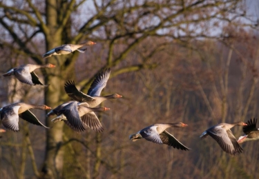 Neen, vogelgriep is niet de schuld van professionele pluimveehouderij