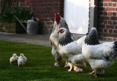 Nieuwe besmetting met hoogpathogene vogelgriep in België