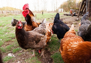 Nieuwe H5N8-vogelgriepvirusuitbraken na aankoop besmette dieren bij vogelhandelaar uit Menen 