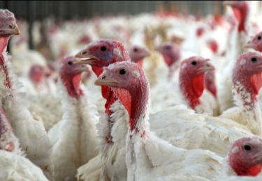 Nieuwe overheidsregels in het VK om pluimvee-industrie te steunen om vogelgriep het hoofd te bieden