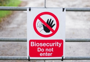 Nieuwe vogelgriephaard op vermeerderingsbedrijf in Alveringem (WVL)