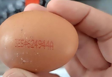 NVWA allarmeert voor salmonella-besmette eieren uit Spanje