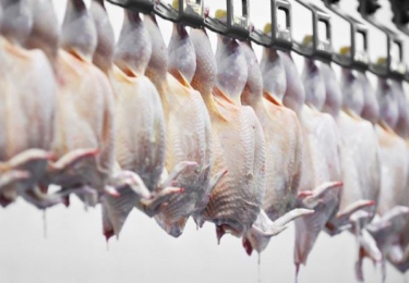 NVWA gaat volledig in de mist: pluimveeslachterijen vleuggellam gelegd en geladen pluimvee terug in de stallen gelost vanwege code rood