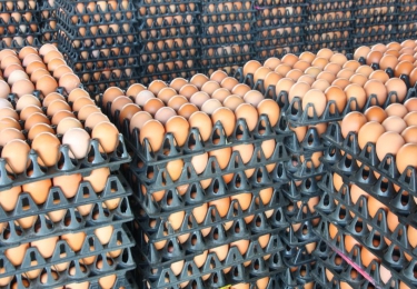 Oekraïense eiergigant wilt met uitbreiding druk op Europese markt verhogen