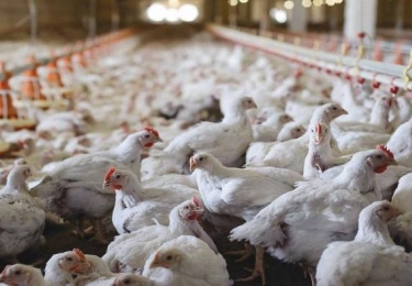 Onderzoek naar nieuwe coccidiosesoorten bij pluimvee