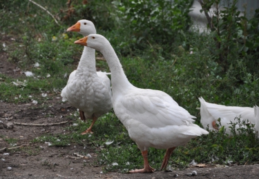 Ook in Nederland steken nog nieuwe vogelgriepbesmettingen de kop op