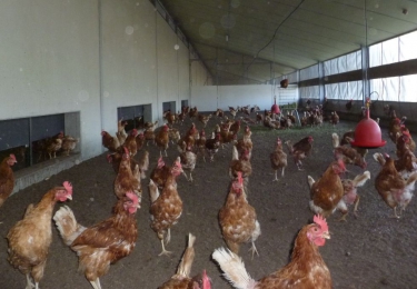 Ophokplicht in Nederland blijft van kracht