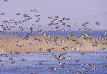 Ophokplicht in Nederland omwille van verhoogd risico op insleep aviaire influenza door trekvogels 