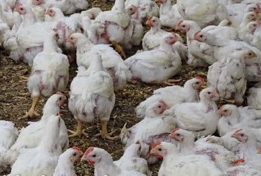 Oproep Landsbond aan braadkippensector heeft zijn doel niet gemist