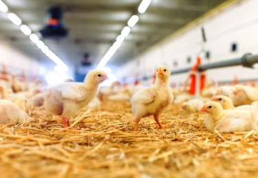 Opwaardering pluimveesector nu retail aankondigt om in de toekomst over te schakelen op ‘nieuwe’ standaardkip? 