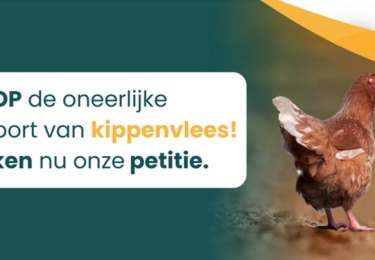Petitie gelanceerd om oneerlijke importkip te stoppen
