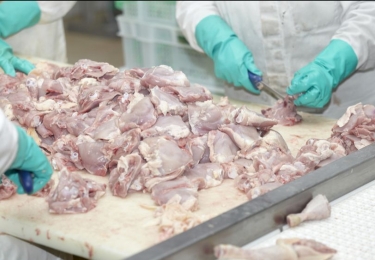 Pluimveeproductie in Polen bereikt nieuw record	
