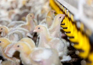 Pluimveesector schakelt versnelling hoger om antibioticareductiedoelstellingen te halen
