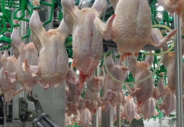Pluimveeslachterij verliest tijdelijk zijn erkenning wegens mogelijke salmonellabesmetting