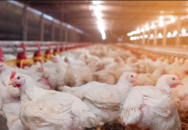 (+) Producenten bijten in het zand door overaanbod levende kippen