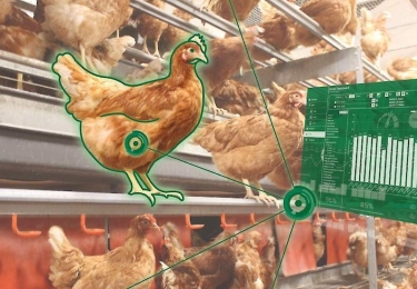 Project OMELETTE zoekt pluimveehouders