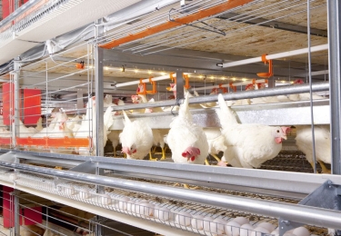 Rabobank verwacht inkrimping Nederlandse leghennen- en vleeskuikenstapel met een kwart