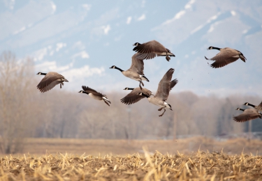 Risico van insleep van hoogpathogene vogelgriep van het type H5 door trekvogels hoger dan voorgaande jaren 