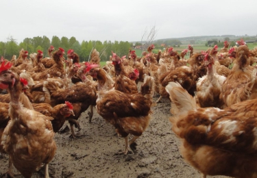 (+) Sanitair Fonds pluimvee verdubbelt noodgedwongen bijdrage na intense periode van vogelgriepuitbraken