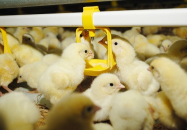 Sterke daling van het antibioticagebruik in de veehouderij, doch slechts 1 op 3 reductiedoestelling gehaald 