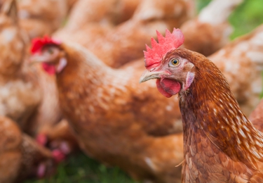 Tijdelijke waarborgleningen voor pluimveebedrijven getroffen door het vogelgriepvirus 