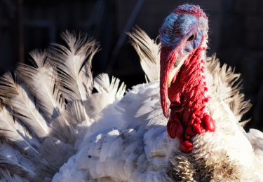 Tweede uitbraak van H5N8 vogelgriep in Duitsland op korte tijd